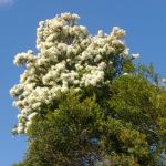 Melaleuca linarifolia  - 50mm tubestock