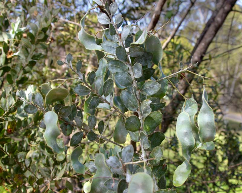 Acacia podalyrifolia