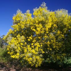 Acacia podalyriifolia - tubestock