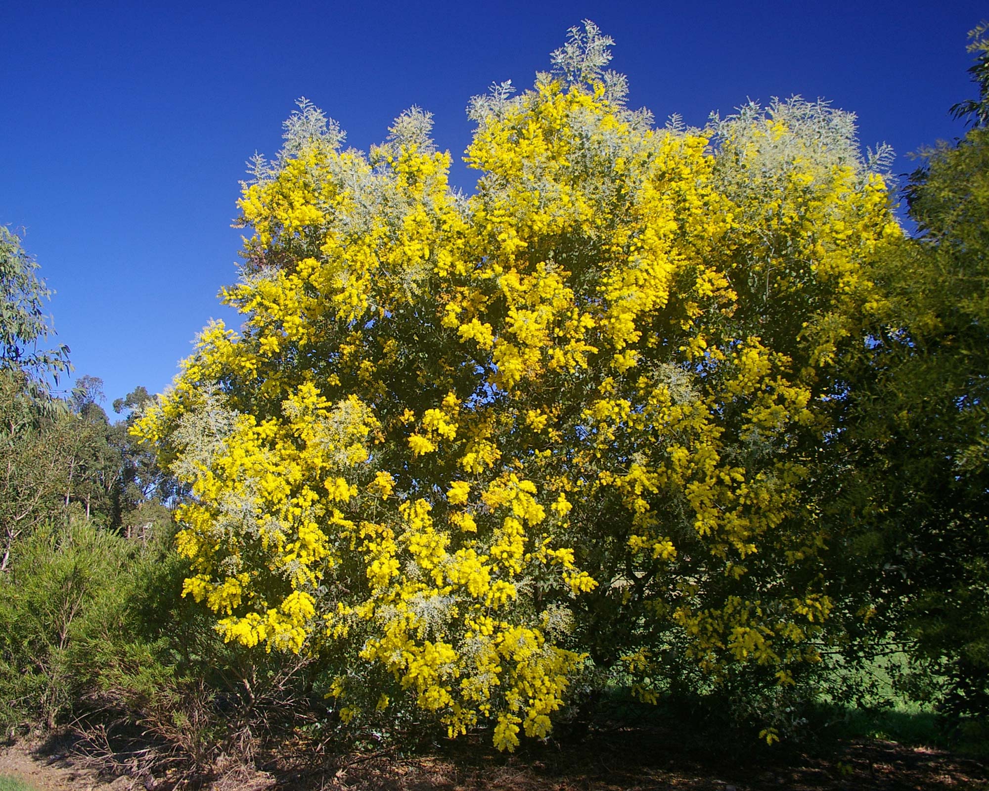 Acacia podalyriifolia - photo John Robert McPherson