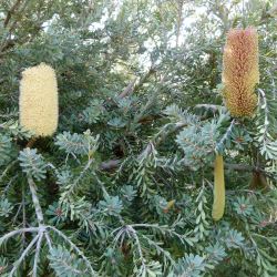 Banksia praemorsa Yellow - tubestock