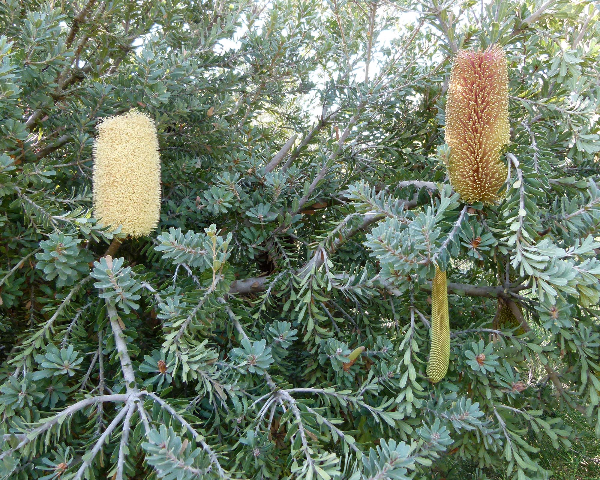 Banksia praemorsa Yellow - Photo taken at Barcelona Botanic Garden by Dinkum