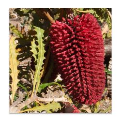 Banksia caleyi - tubestock