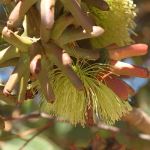 Eucalyptus conferruminata syn E. lehmanii - 50mm tubestock