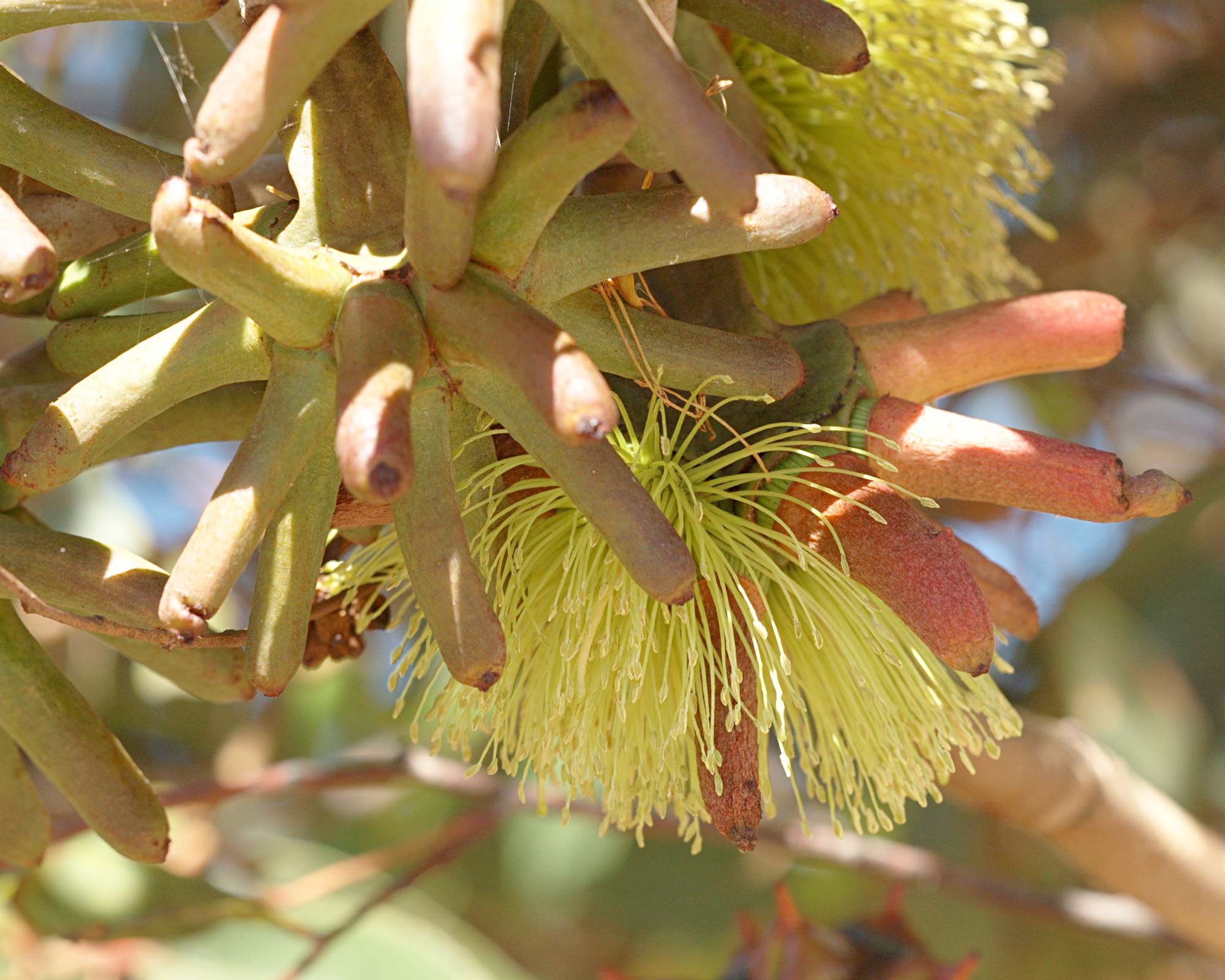 Eucalyptus conferruminata - photo Ghouston
