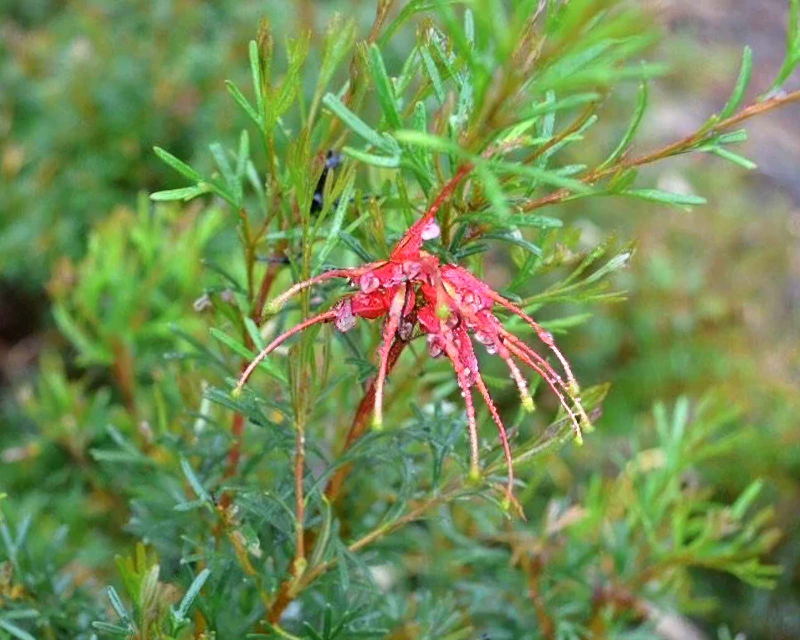 Grevillea thelemanniana 'Ring Wings'