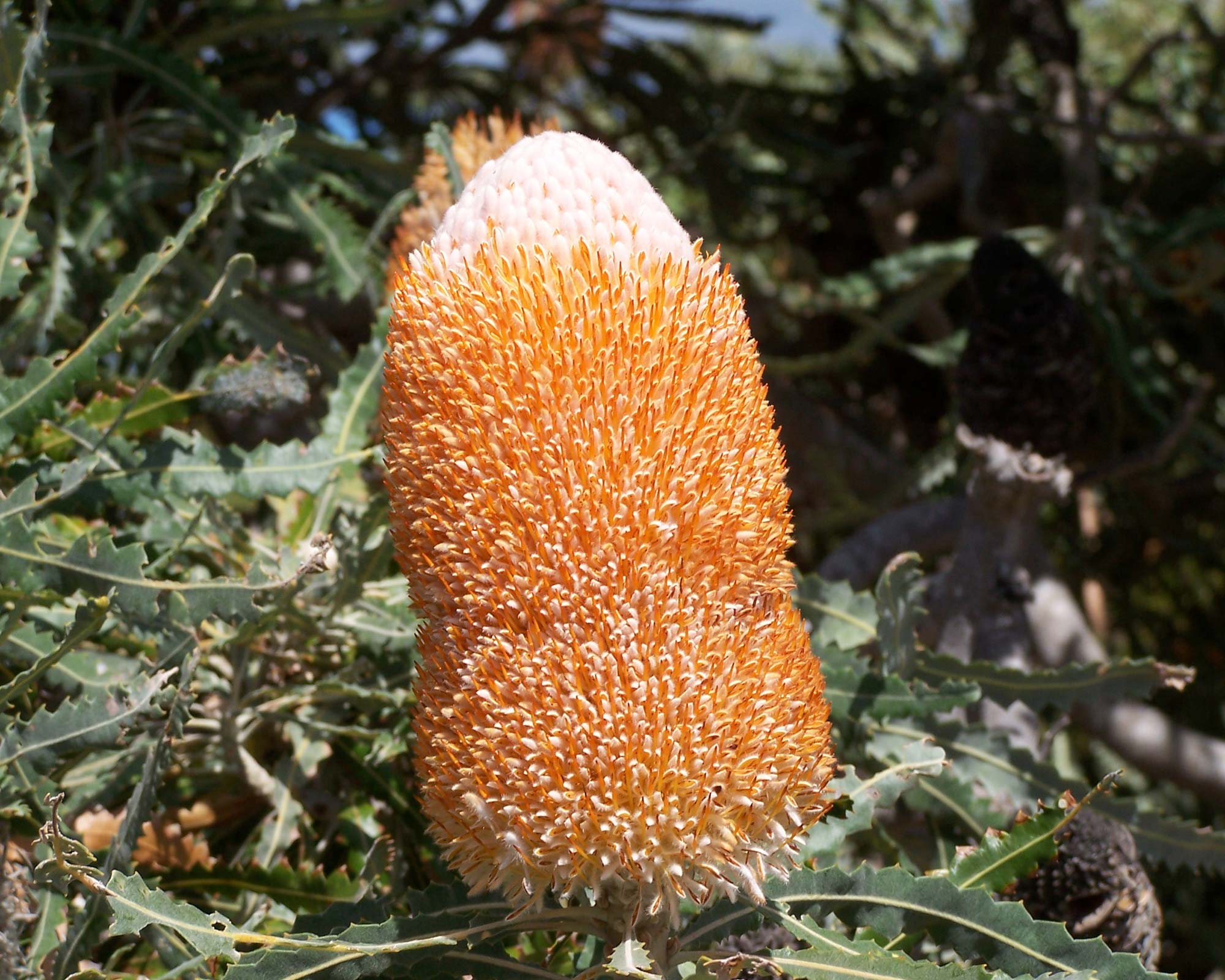 Banksia prionotes - photo Gnangarra