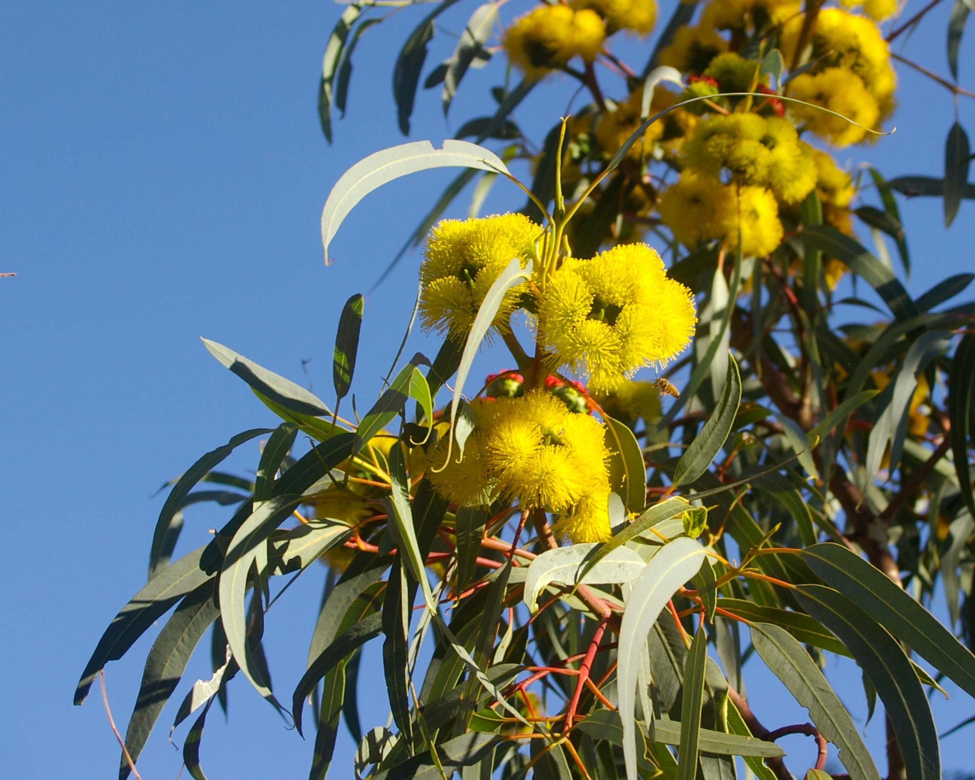 Eucalyptus erythrocorys (Illyarrie/Red-capped Gum)