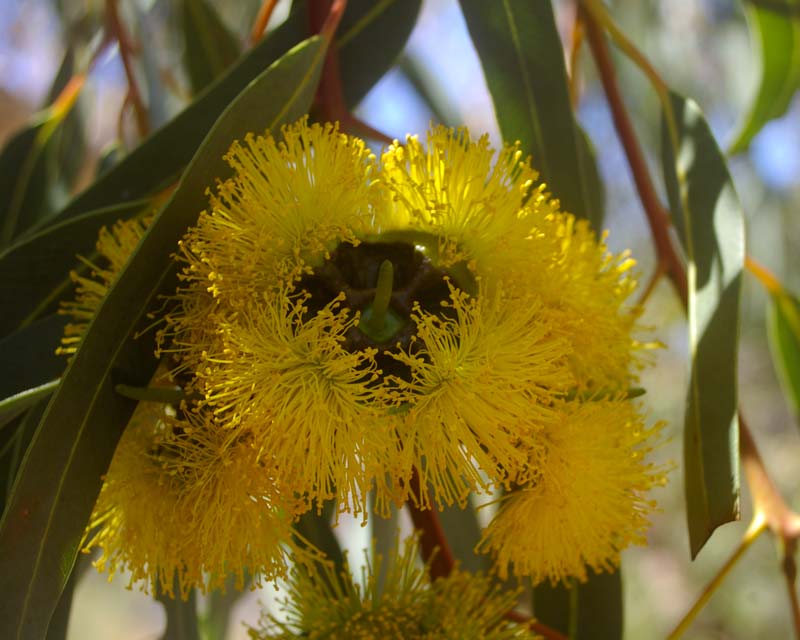 Eucalyptus erythrocorys (Illyarrie/Red-capped Gum)