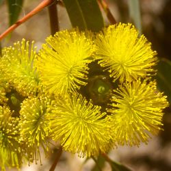 Eucalyptus erythrocorys (Illyarrie/Red-capped Gum) -  tubestock