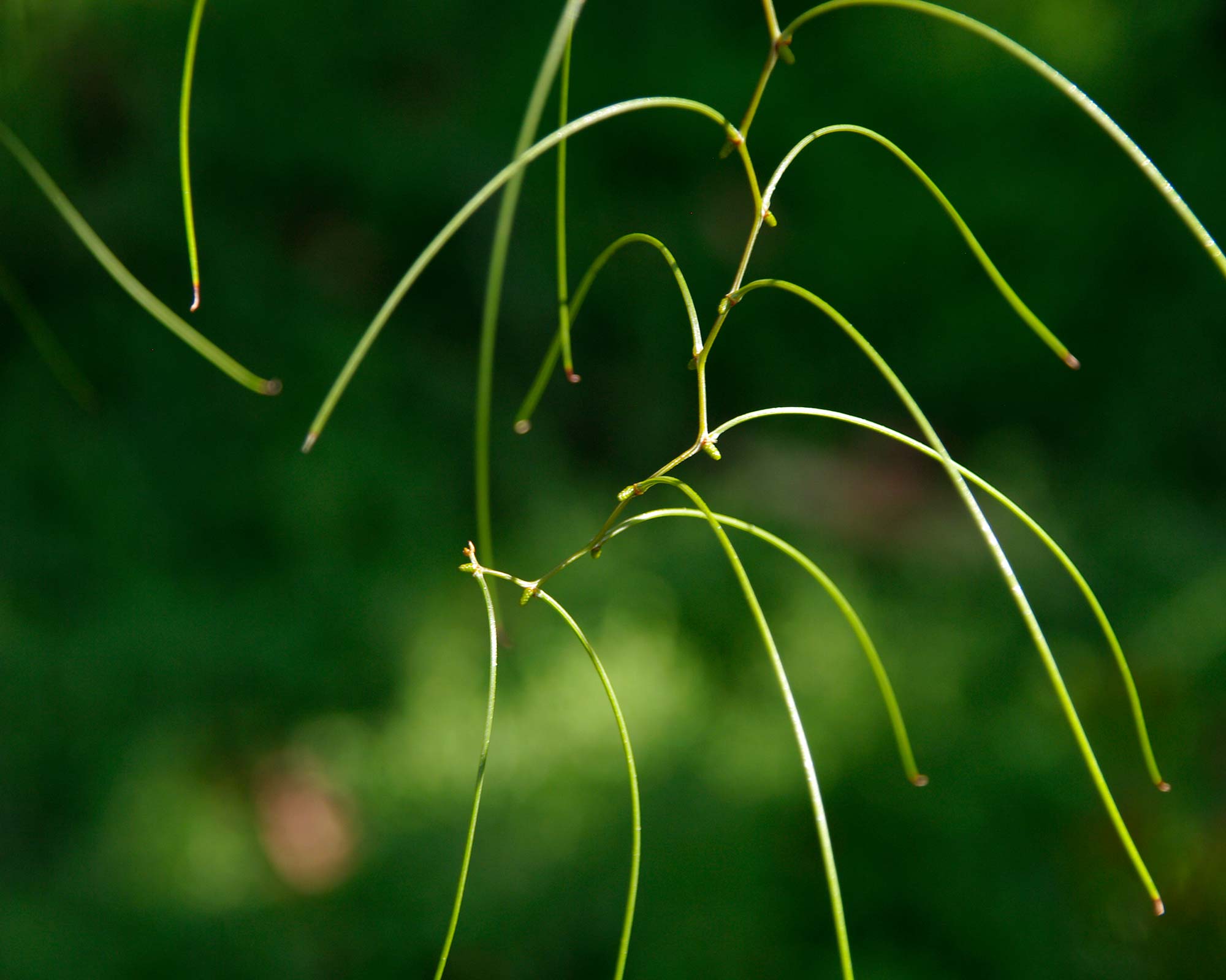 Zig-Zag Wattle (Acacia merinthophora)