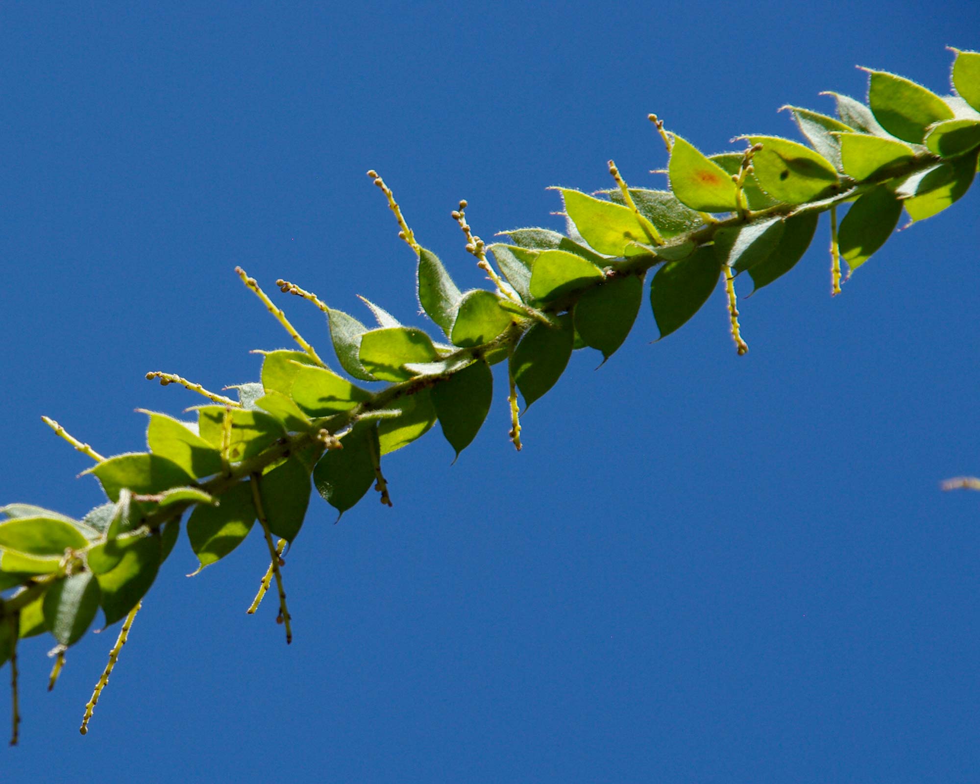 Hairy Wattle ( Acacia Vestita) compact shrub