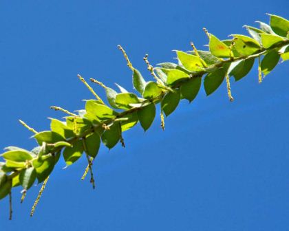 Hairy Wattle ( Acacia Vestita)