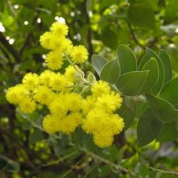 Acacia vestita (Hairy Wattle or Weeping Boree) - tubestock