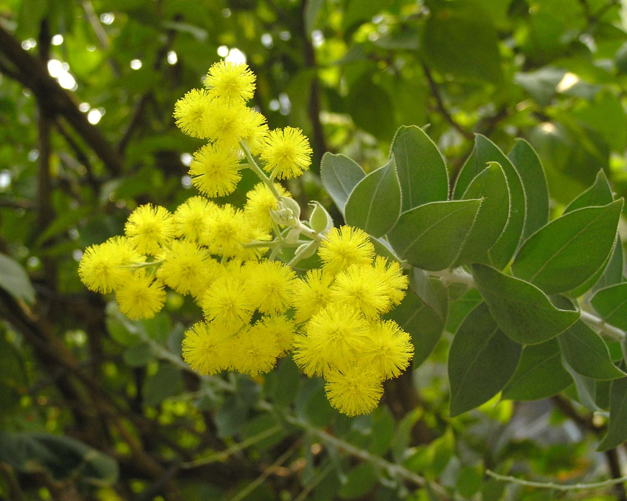 Hairy Wattle ( Acacia Vestita) - Hong Kong Botanic Garden photo HQ