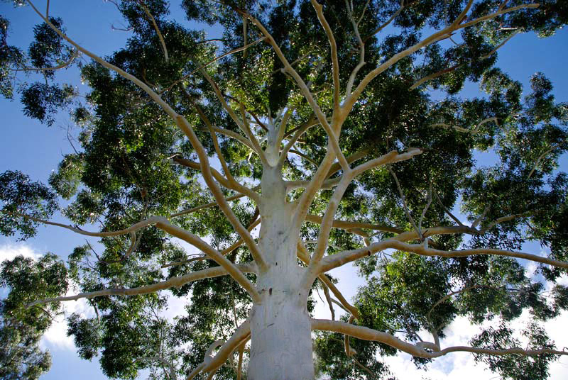 Eucalyptus grandis (Rose or Flooded Gum) - 50mm tubestock 