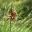 Brown spikelets - Ficinia Nodosa (Knobby Club Rush)