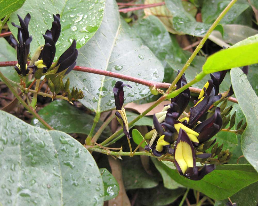 Kennedia nigricans - distinctive black and yellow pea shaped flowers - photo Raffi Kojian