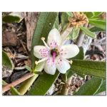 Myoporum parvifolium 'Broad Pink' - 50mm tubestock