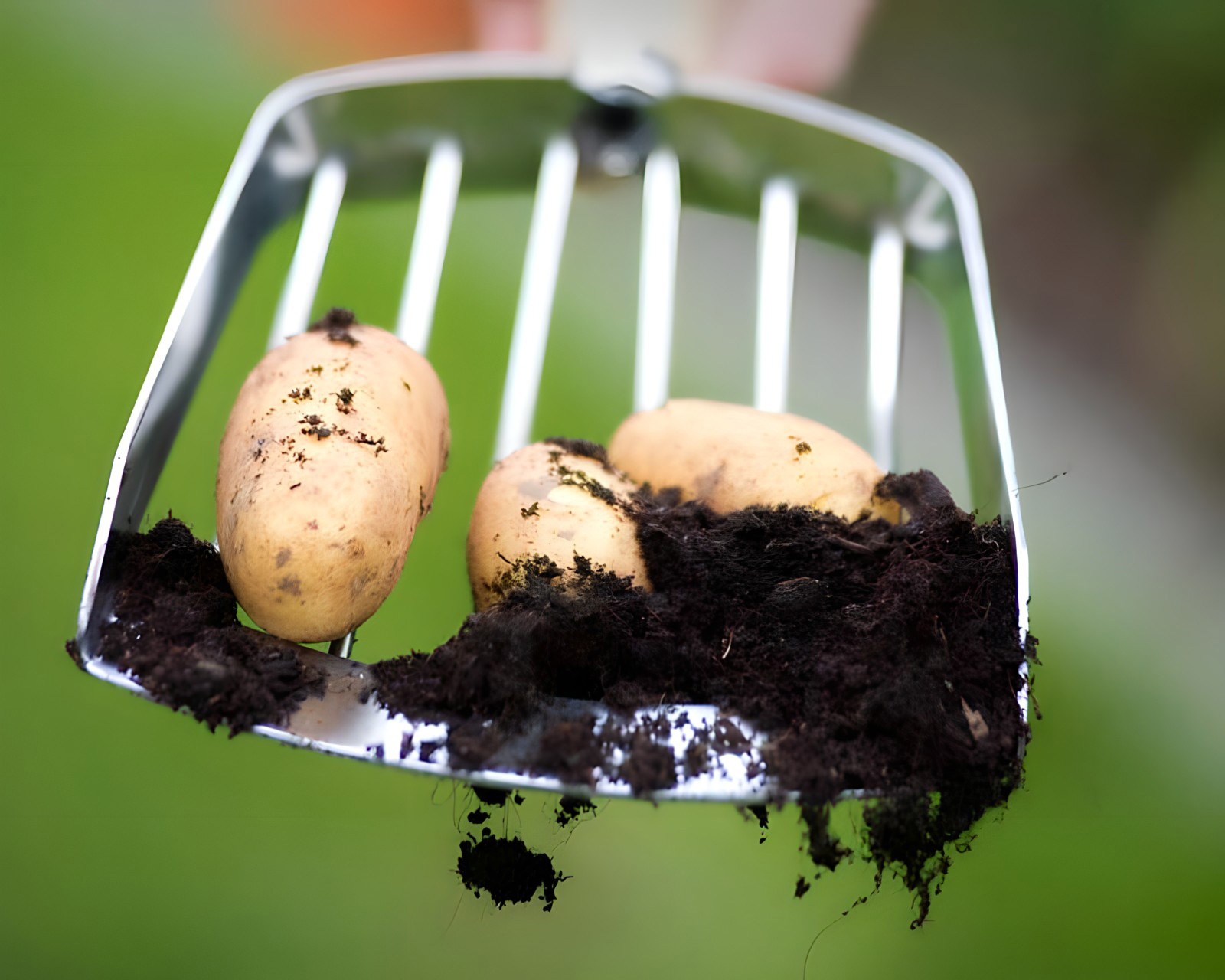Potato Harvesting Scoop