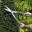 Topiary Hedge Shears by Burgon and Ball