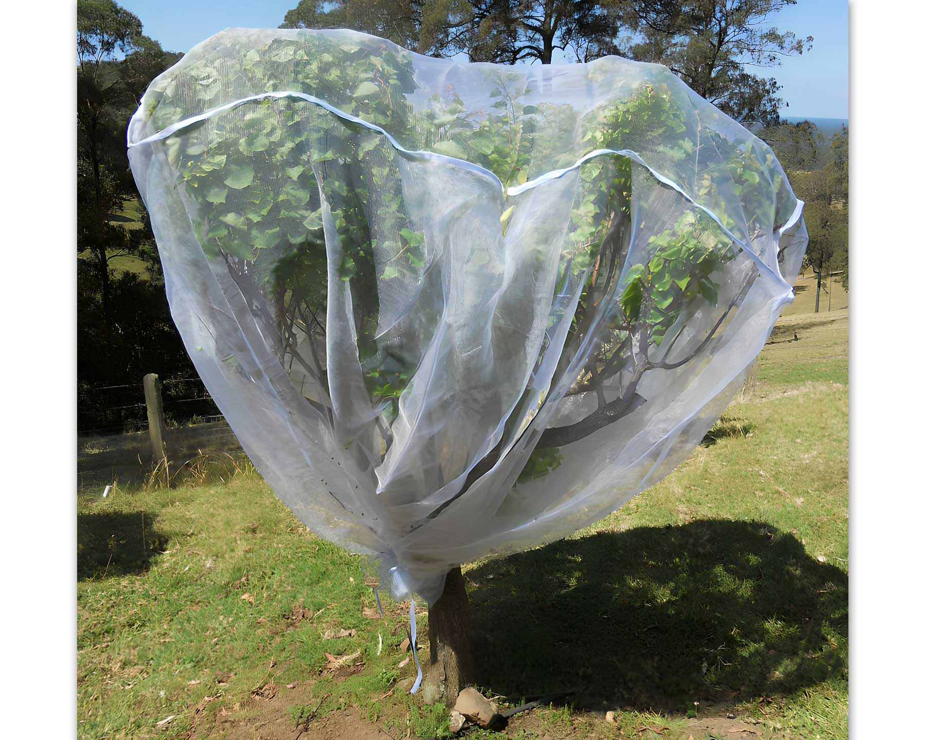 Apricot tree protected by a standard sized fruit saver net