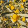Acacia ligulata - Photo Mark Marathon