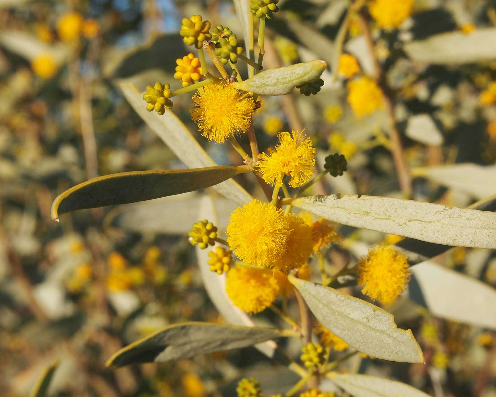 Acacia ligulata - Photo Mark Marathon