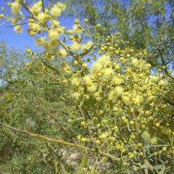 Acacia victoriae - tubestock