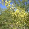 Acacia victoriae - photo Ian Sutton