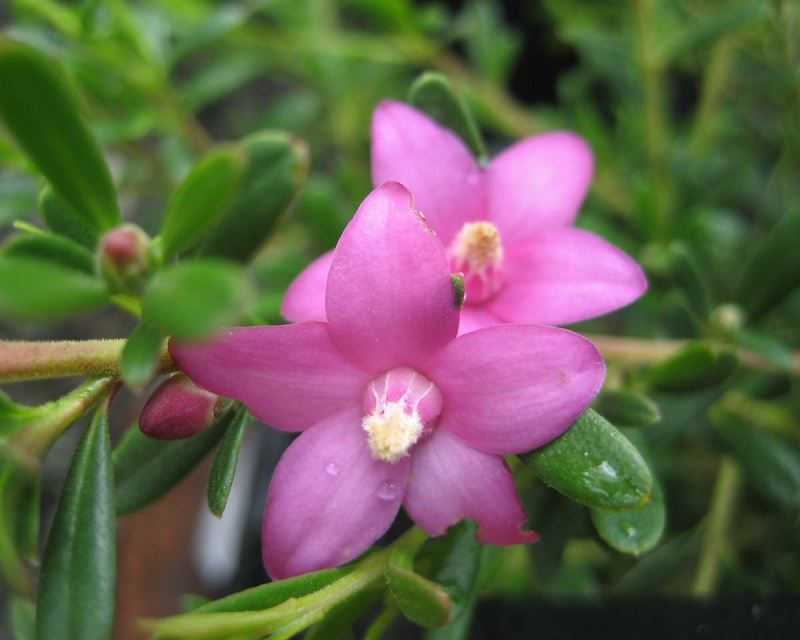 Crowea 'Poorinda Ecstasy Compact' - pretty star- shaped pink flowers
