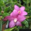 Crowea 'Poorinda Ecstasy Compact' - pretty star- shaped pink flowers