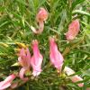 Eremophila maculata 'Pink Profusion'