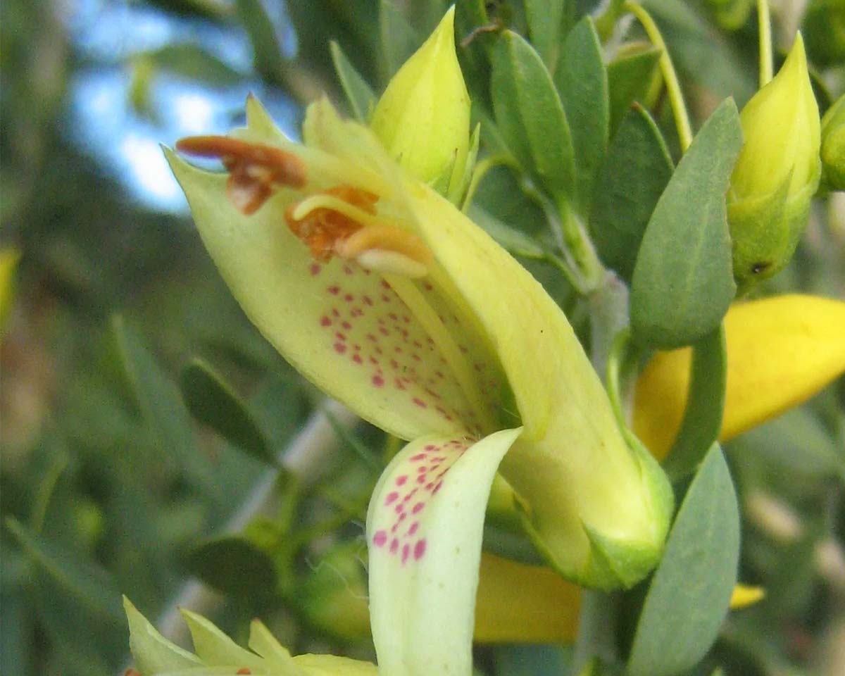 Eremophila maculata 'Winter Gold'