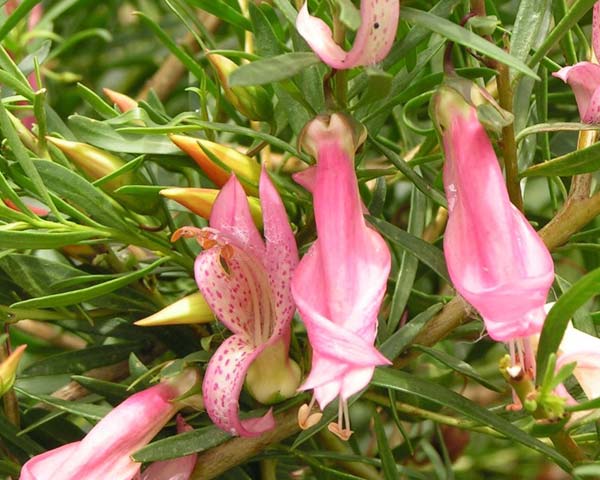 Eremophila maculata 'Pink Profusion'
