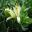 Eremophila maculata 'Winter Gold'