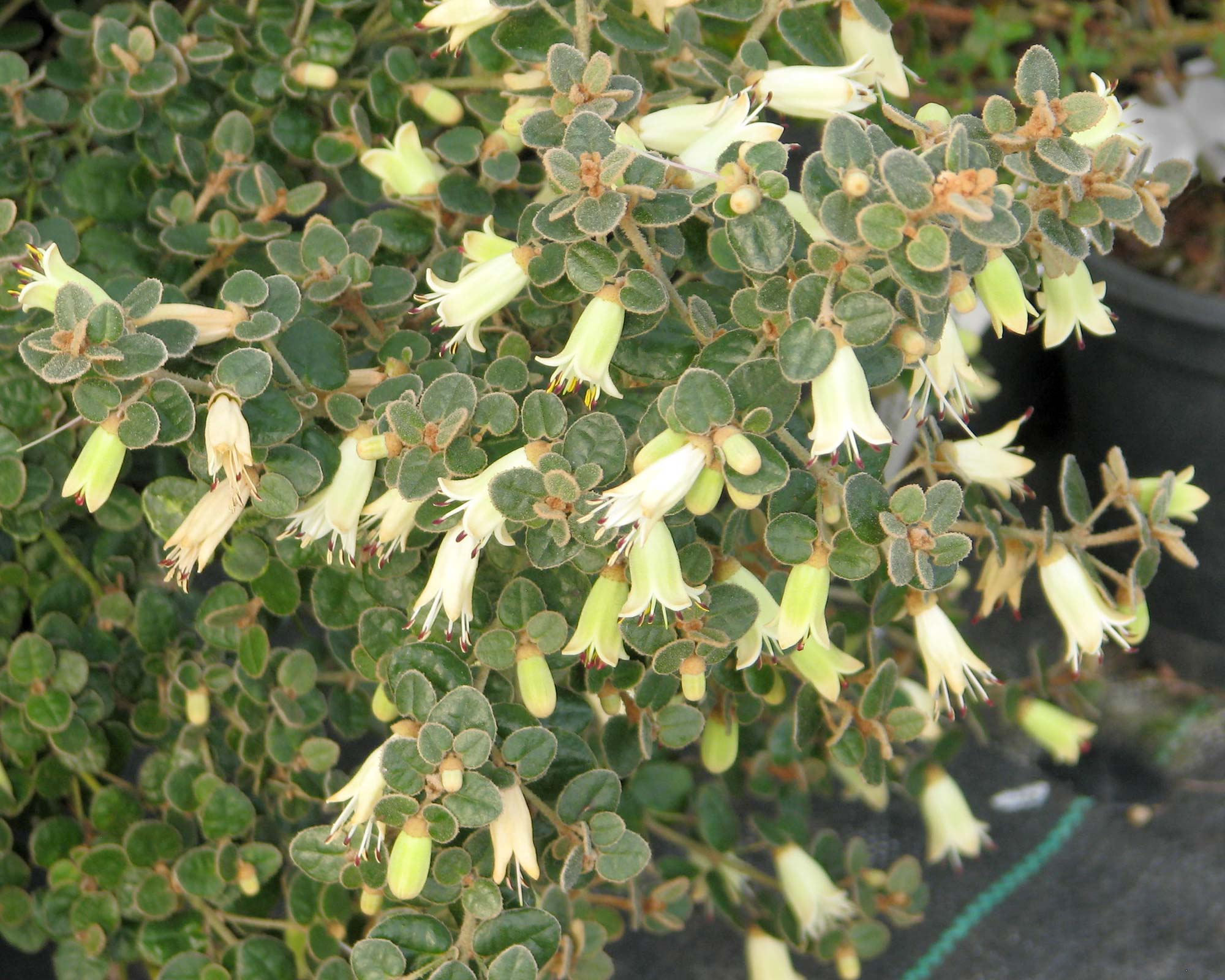 Correa reflexa nummulariifolia - cream bell shaped flowers - photo peganum