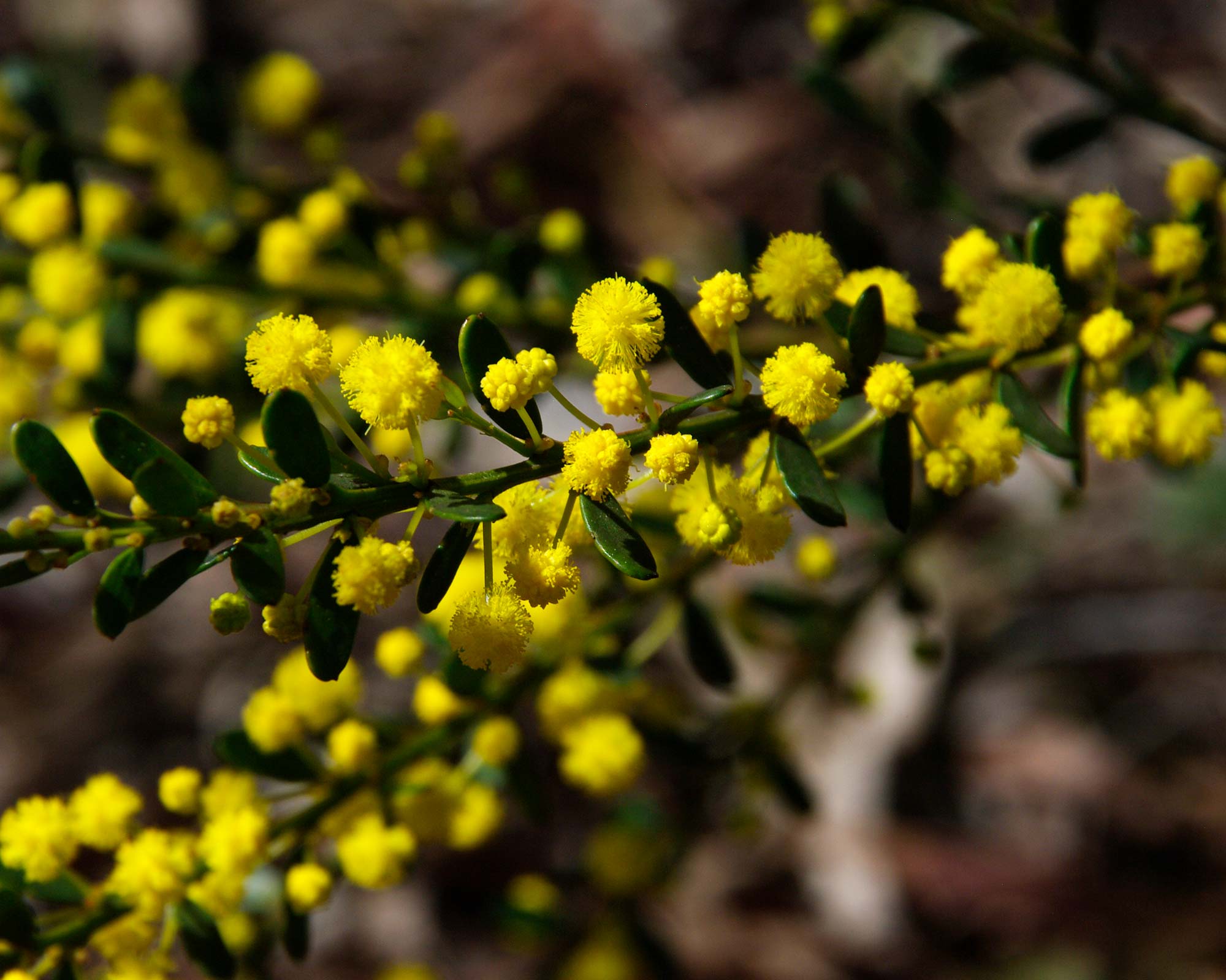Acacia acinacea - Gold Dust Wattle