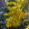 Acacia boormannia - Snowy River Wattle