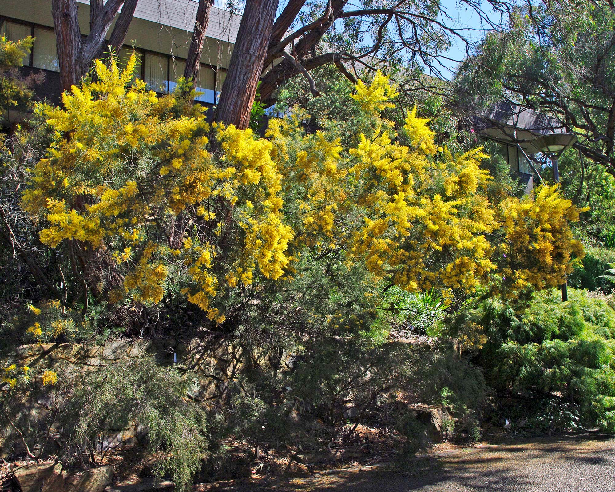 Acacia boormannii - Canberra Botanic Garden