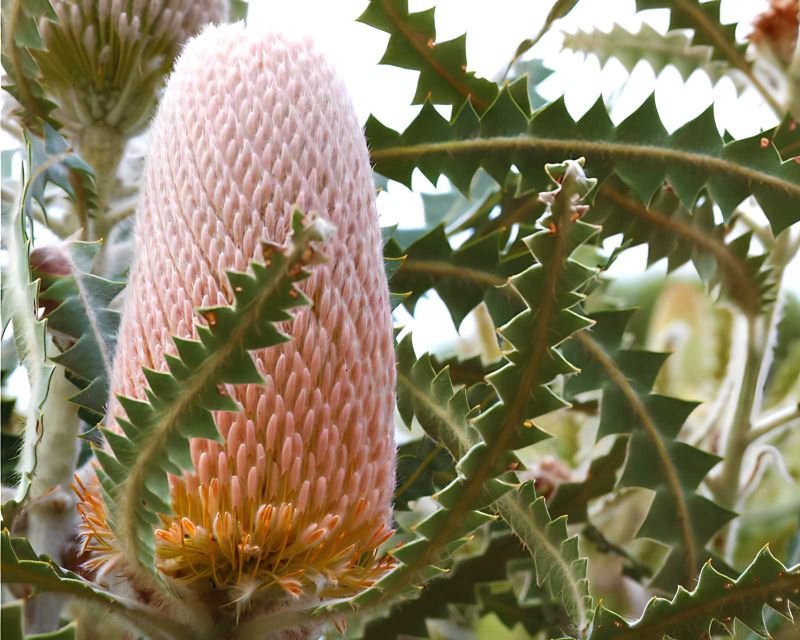 Banksia victoriae (Wooly Orange Banksia)