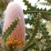 Banksia victoriae (Wooly Orange Banksia)