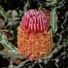 Banksia menziesii -