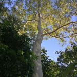 Corymbia maculata (Spotted Gum) - 50mm tubestock