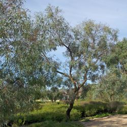 Eucalyptus largiflorens (Black Box) - tubestock
