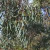 leaves of Eucalyptus largiflorens