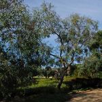Eucalyptus largiflorens (Black Box)