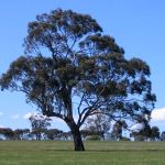 Eucalyptus leucoxylon ssp. leucoxylon - tubestock