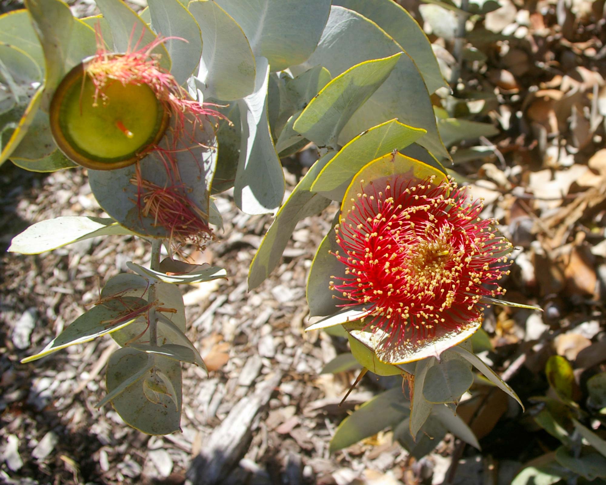 Eucalyptus macrocarpa - Mottlecah.