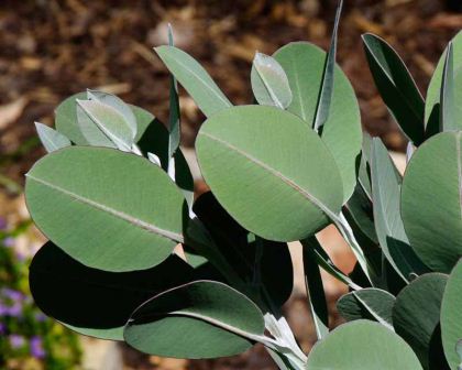 Eucalyptus tetragona syn E. pleurocarpa